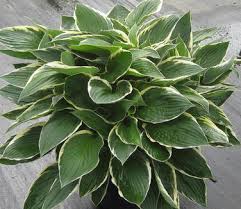 Image result for Hosta fortunei albomarginata