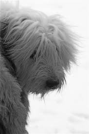 Black And White Old English Sheepdog Puppy Old English Sheepdog In Black And White Old English Sheepdog English Sheepdog Sheepdog