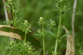 Image result for Galium spurium