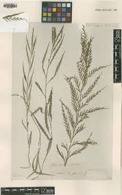 Image result for Asplenium angolense