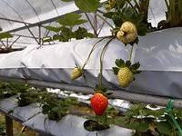 For the next few years, he dabbled in vegetable farming and petty trading, but eventually. Genting Strawberry Leisure Farm Genting Highlands 2021 All You Need To Know Before You Go With Photos Tripadvisor