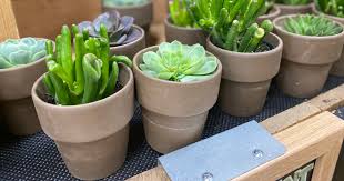 Maybe you would like to learn more about one of these? Trader Joe S Floral Department Is In Full Bloom Succulents From 3 More Hip2save