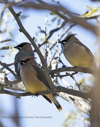 Yellow Birds Of Southern Arizona Birds I Am So Thrilled To Present This These Gorgeous Cedar Waxwings Are Only Seen In The Southern Arizona Dese Beautiful Birds Arizona Birds Cedar Waxwing