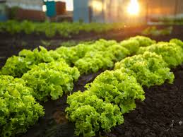 Check spelling or type a new query. Growing Conditions For Vegetables