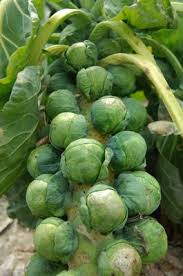 Rosenkohl anbauen: Standort und Überwinterung