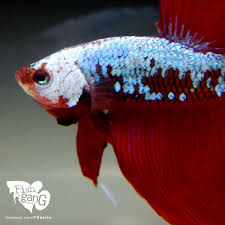 Facebook Com Fgbetta Betta Fish Betta Fish Pet