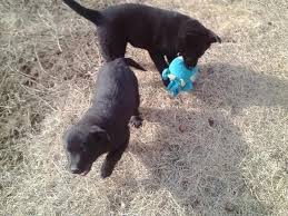 They are eating wet and dry puppy food and learning to use the peepee pad. Newfoundland Labrador Mix Pups For Sale In Vancouver Washington Classified Americanlisted Com