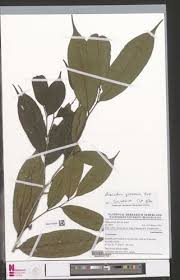 Image result for Uvariastrum