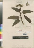 Image result for Crassocephalum ducis-aprutii