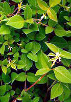 Image result for Desmodium intortum