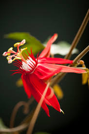 Image result for Passiflora vitifolia