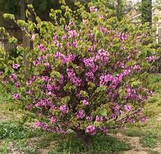 Learn how to plant and care for your own lilac bush, plus get lilac pruning tips and design ideas. Learn To Prune Lilacs The Right Way For Optimum Blooms Next Spring Natalie Linda