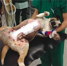 English position , lateral recumbent position , semiprone position Recumbent Patients Is Turning Enough The Veterinary Nurse