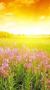 Fields Of Flowers Hello Spring Wallpaper Spring Wallpaper Nature Iphone Wallpaper