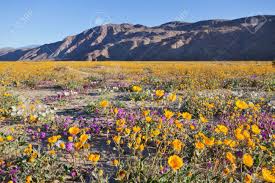 We are receiving heavy rain in borrego springs on this last day of 2018, and snow above 2500 feet. Wildflower Blooming In Anza Borrego Desert State Park California Stock Photo Picture And Royalty Free Image Image 37762564