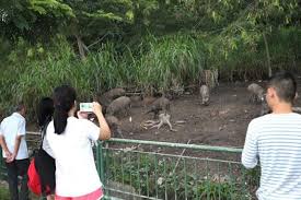 It starts from the tampines expressway and ends at a pier. Families Feeding Wild Boars At Lorong Halus As Entertaiment Latest Singapore News The New Paper