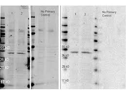 Formatpbs with 5mm sodium azide; Anti Rabbit Igg H L Atto 647n Conjugated Pre Adsorbed Secondary Antibody Goat Polyclonal Atto 647n Wb If Buy Now Abcepta