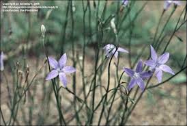 Image result for Wahlenbergia capitata