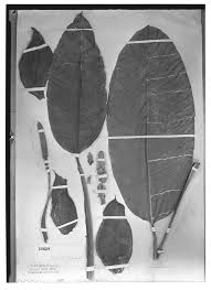 Classification apg iii (2009) classification apg iii (2009) clade angiospermes clade monocotylédones ordre alismatales famille araceae les araceae (aracées) sont une famille de plantes qui comprend quelque 3 500 espèces réparties en environ 129 genres. Seinet Portal Network Rhodospatha Wendlandii