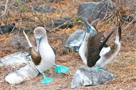 Galapagos Islands Bird With Blue Feet Galapagos Birds 25 Species You Can See On A Galapagos Cruise Galapagos Islands Animals Galapagos Islands Galapagos