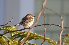 Birds Of Western North Carolina Over 30 Types Of Warblers Can Be Seen In Southeastern North Carolina Including The Yellow Rumped Warbler Wild Birds Unlimited Bird Species How To Attract Birds