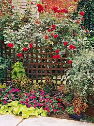 We did not find results for: Why Won T My Climbing Rose Bush Bloom Better Homes Gardens