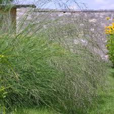 Bogen Liebesgras Eragrostis Curvula Liebesgras Gras Ziergras