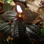 Image result for Calvoa