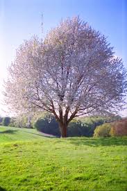 Pictures of tree are very popular with photographers. A Try To Shot This Beautiful Tree In Every Season Lomography