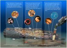 They were established in 1975, but the first deep sea hydrothermal vents , and the life they support, weren't discovered until. Deep Sea Community Wikipedia