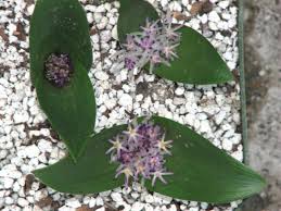 Image result for Daubenya