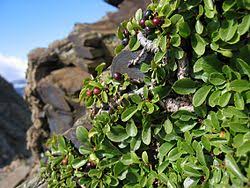 Image result for Rhamnus staddo