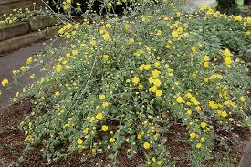 Image result for Kerria japonica