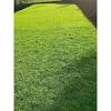 Rumput kami menyediakan berbagai macam rumput hias dengan kualitas super dan harga petani. Https Encrypted Tbn0 Gstatic Com Images Q Tbn And9gcrx8gg8i2lwdq8ytizxvhvmevlvufqlqrcry9nld28 Usqp Cau