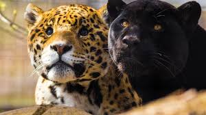 Black panthers aren't a real species. Black Panther Animals Big Cats Jaguars Panthers Hd Wallpaper Wallpaper Flare