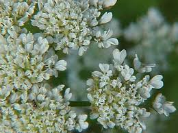 Image result for Oenanthe mildbraedii