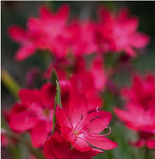 Image result for Hesperantha petitiana