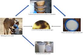 1 listeria monocytogenes listeria monocytogenes is a bacterium that causes listeriosis, a disease that can have severe consequences for particular groups of the population. Beverages Free Full Text Prevalence And Characteristics Of Listeria Monocytogenes Isolates In Raw Milk Heated Milk And Nunu A Spontaneously Fermented Milk Beverage In Ghana