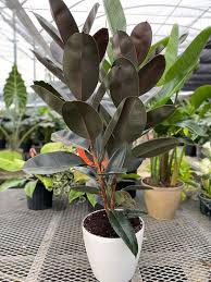 Image result for Ficus bubu