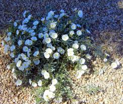 Butterflies, flowers fill the garden. White Flowering Plants For The Southwest Landscape