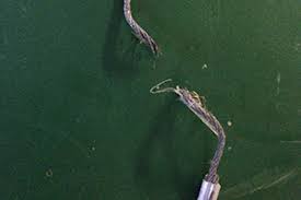 Find garage door repairs palm coast fl. Garage Door Repair In Palm Coast Florida Abs Garage Doors
