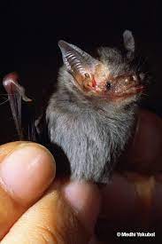 The shrew is lighter but the bat's skull is shorter. How To Watch Bumblebee Bats Harmlessly Edge Of Existence