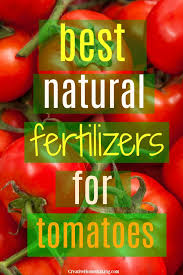 Best fertilizer for growing plants. Best Natural Fertilizer For Tomatoes Creative Homemaking Tomato Fertilizer Tomato Plant Food Fertilizer For Plants