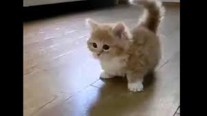 Komik Kedi Sesi Youtube