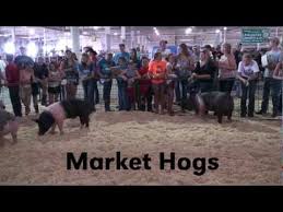 Pin By Lancaster County On 4 H Companion Animals Livestock Horses Livestock Judging Animal Science Animal Scientists