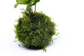 Image result for Bolbitis gemmifera