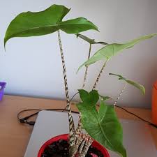 The extraordinary stems in combination with its beautiful green leaves are characteristic of the alocasia zebrina. Alocasia Zebrina Reticulata Elephant Ear Reticulata Uploaded By Jod Jod 1207