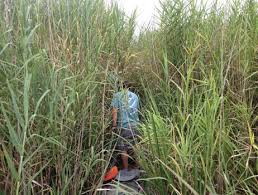 Image result for Phragmites