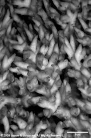 Content Posted in 2024 | Animo Repository | De La Salle University Research