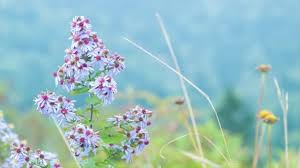 Mountain laurel flowers and dappled sunlight on the ridges near craggy gardens along the blue ridge parkway above asheville, nc. Close Colorful North Carolina Flowers Appalachian Mountains Out Focus Background Video By C Colorapt Stock Footage 275950110